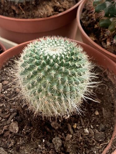 Otaq bitkiləri: Kaktus növləri hər qiymətə. Barter olar quş növləriylə. Tutuquşu Toyuq — 8