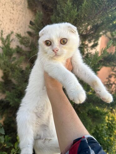 Pişiklər: Şotland yastı qulaq, Erkək, Dişi, Yaxşı əllərə, Ünvandan götürmə, Pulsuz çatdırılma, Ödənişli çatdırılma — 210