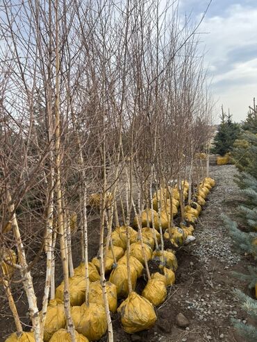 Декоративные деревья: Саженцы деревьев: Сосны — 5