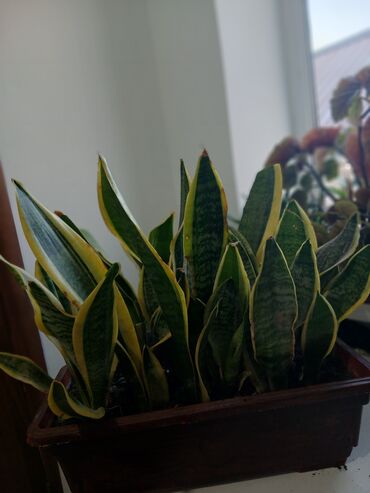 Драцены и Сансевиерии: Большой выбор сансевери — 5