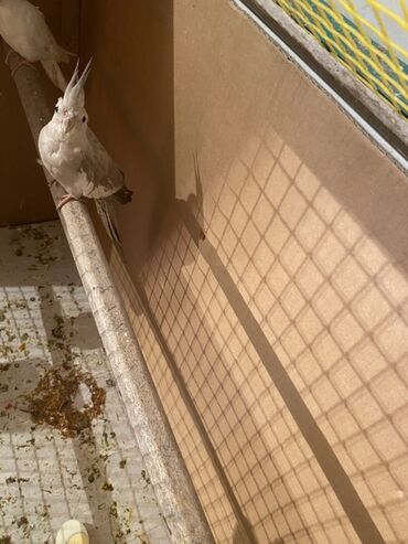 Tutuquşları: Nimfa (Cockatiel) papağanları – açıq rəng mutasiyaları - Növ: Nimfa — 4