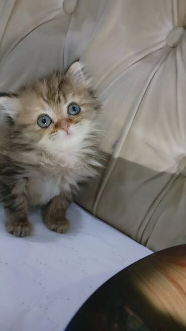 Pişiklər: Şotland yastı qulaq — 6