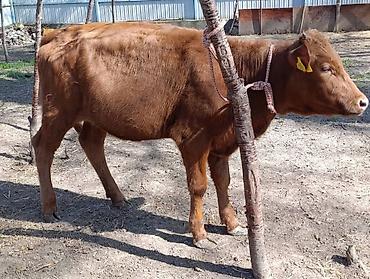 Коровы, быки: Продаю | Корова (самка) | Алатауская — 3