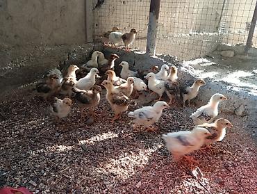 куры живые: 🐣 Продаются крепкие домашние цыплята (помесь отличных пород)Продаю — 1