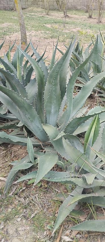 roza: Agava americana ‘Variegata’ – dekorativ sukulent boyu 1m 20 santi — 2