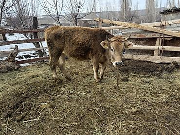 Коровы, быки: Продаю | Тёлка | На откорм | Племенные — 7