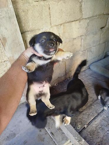 İtlər: 1 ay — 8