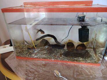 İtlər: 30 litrlik akvarium 1 ədəd balıqla bir yerde satılır. Akvarium