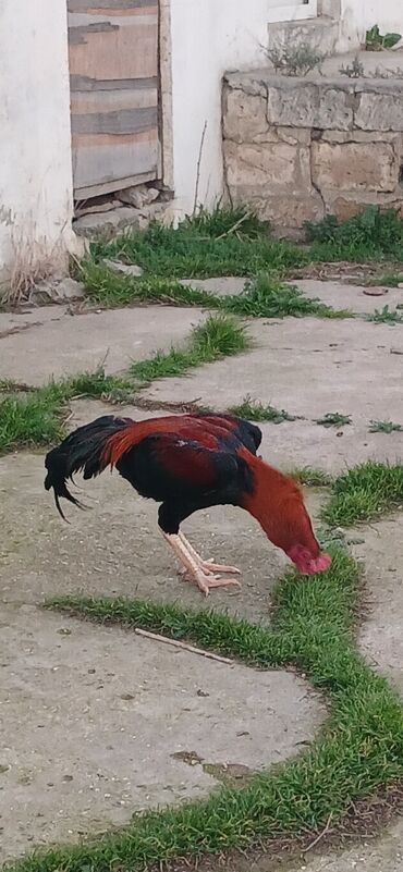 Toyuqlar: Toyuq, Damazlıq, Ödənişli çatdırılma — 12