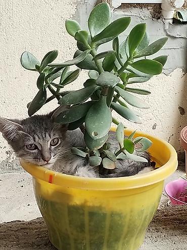 pişik yuva: Tabbi, Erkək, Yaxşı əllərə, Ünvandan götürmə — 5