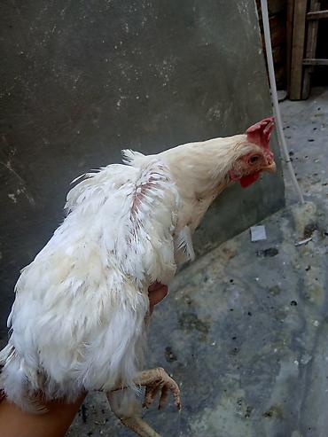 heyvan satisi tap az: Toyuq, Yumurtalıq — 4