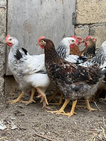 kuban toyuqlari: Məhsul: Ev təsərrüfatı üçün yerli toyuqlar (qarışıq rəngli yumurta və — 1
