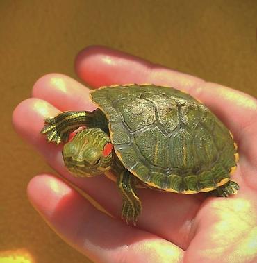 Черепахи малыши красноушки🐢 Ожидается через 14 дней можете