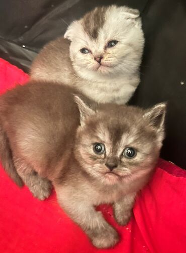 Pişiklər: Şotland, Dişi, Yaxşı əllərə, Ünvandan götürmə, Pulsuz çatdırılma, Ödənişli çatdırılma — 14