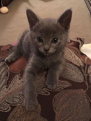Продажа кошек: 🐱❤️ Малыши в поисках дома! Посмотрите на эти мордашки — каждому из них — 7