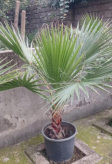 çöl sarmaşığı: Ventil yarpıqlı palma (Washingtonia filifera/robusta tipli) – qara — 1