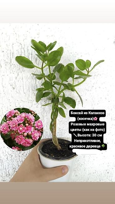 каландер: Продаю свои домашние растения! каменная роза эхеверия ктенанта 🌿 — 4