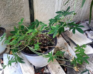 Ostale kućne biljke: Hristov venac Cveće Hristov Venac Passiflora caerulea spada u red — 5