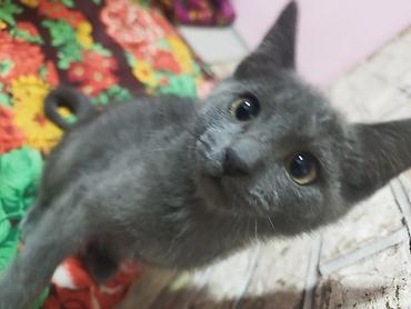 вязка кошка: Серый котёнок с короткой плюшевой шерстью и янтарными глазами — 4