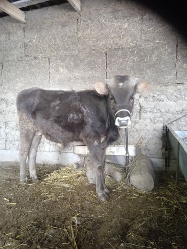 продам бу оборудование для птицефабрики: Сатам | Бука (эркек) | Алатоолук, Швиц, Симментал | Бордоп семиртүү үчүн | Байланган