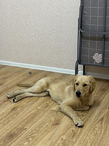 labrador retriever: Retriever, 5 ay — 4