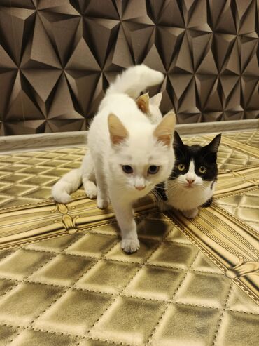 Pişiklər: Yaxşı əllərə — 5