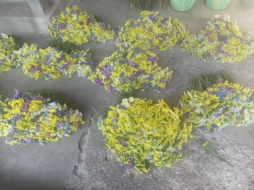 Figure: 🌸 Statica suvo cvece 
Buket za samo 🌸❌ — 6