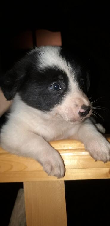 İtlər: Zvonok, 2 ay, Erkek, Peyvəndli — 4