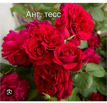 Роза: Instagram: #rozaelite Продаю саженцы роз с открытой корневой — 9