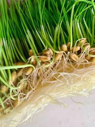 Микрозелень: Гидропоника, корм для скота (зелень пшеницы и ячменя) Цена договорная — 9