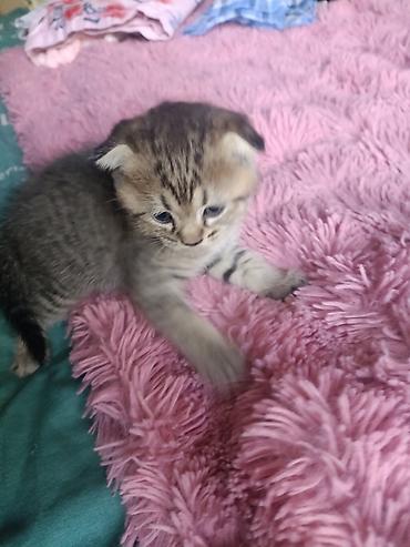 Животные: Котята с классическим тигровым (табби) окрасом. - Возраст на фото — 4