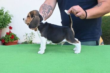 kane korso stenci: NEO'S STYLE KENNEL FCI 8177 Naša odgajivačnica objavljuje novo leglo U