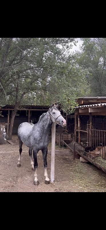 Лошади, кони: Продаю | Конь (самец) | Конный спорт | Племенные — 2