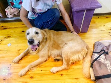 İtlər: Retriever, 1 il, Erkek, Peyvəndli — 4