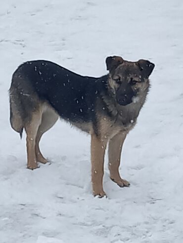 сколько стоит такса собака: Собака даром: Дворняжка, 5 месяцев, Самка