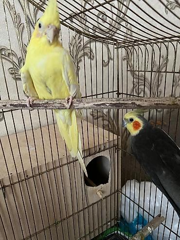 ucuz quslar: Nimfa (Cockatiel) cütü və qəfəs dəsti Məhsulun tərkibi: - 2 ədəd — 1