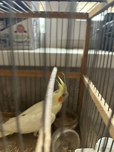 Птицы: 🦜 Продаётся попугай корелла (нимфа) светлого окраса с желтым хохолком — 5