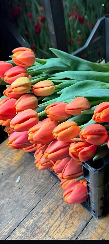 Букеты из живых цветов: Тюльпаны с собственной теплицы - Срезанные свежие тюльпаны прямого at lalafo.kg — 8 Букеты из живых цветов: Тюльпаны с собственной теплицы - Срезанные свежие тюльпаны прямого — 8