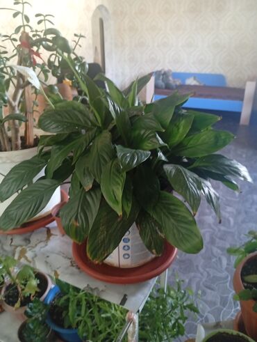 Другие комнатные растения: Представляем коллекцию комнатных растений, включающую несколько видов — 21