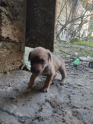 it xaltaları: Zvonok, 1 ay, Dişi — 8