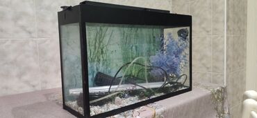 akvarium qiymetleri: Akvarium bütün avadanlıqlar daxil. 60x40