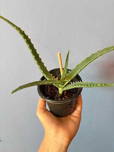 циркулярная пила: Aloe (sukkulent) – qara plastik saksıda 2 ədəddir - Növ: Aloe — 6