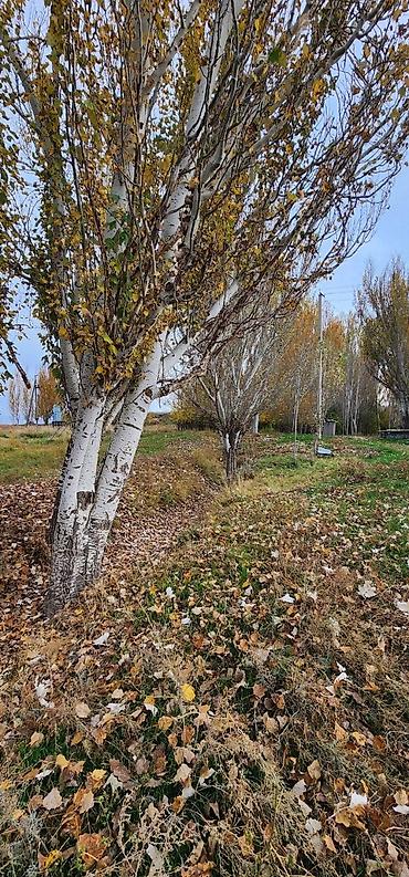 ферме: Продаётся сельскохозяйственный участок кошара, вместе с домом. Красная — 9