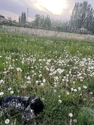 Продажа собак: Кокер-спаниель, 1 год, Самка, С прививкой — 8