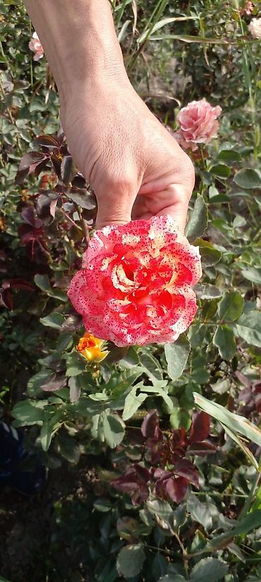 Роза: Продаю саженцы роз.Вьющийсяминирозы .куставые — 13