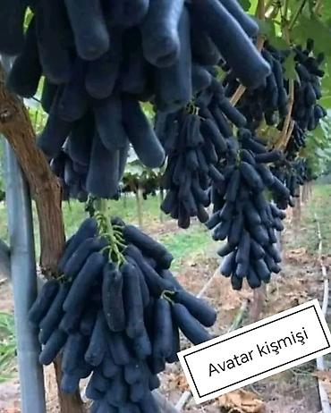 Meyvə və giləmeyvə: Məhsul: Avatar kişmişi (uzun, barmaq formalı qara üzüm sortu) - — 1