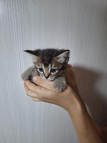 сямская кошка: Котёнок тигрового окраса - Полосатый котёнок с пушистой шерсткой и — 1