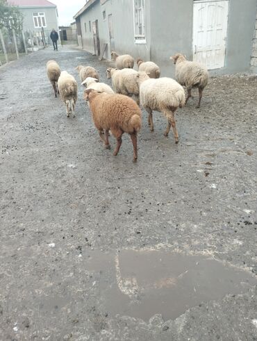 Qoyunlar, qoçlar: 10 eded quzu 4erkey və 6disi qiymət alıcıyla razılaşma yolu ile.Cox — 10