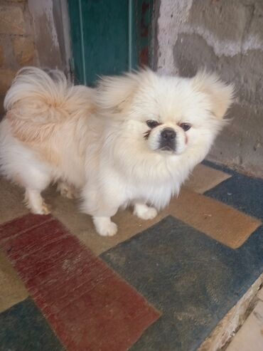 İtlər: Pekines, 1 il, Erkek