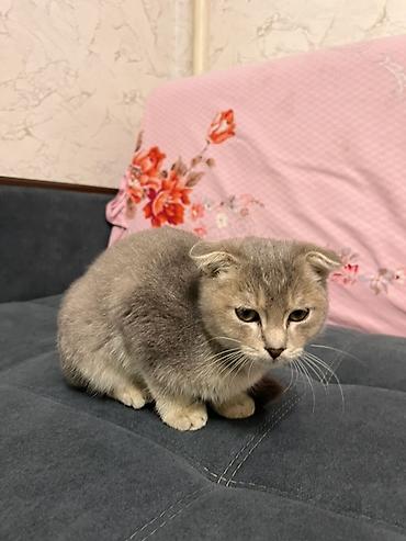 бархатные котята: Шотландский вислоухий котёнок (Scottish Fold) - Окрас: серо-бежевый — 1